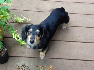 ワンコ なっちゃん